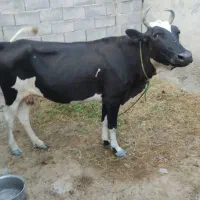 گاوهلشتان با گوساله نر
