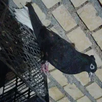 اشعل
