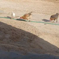مرغ بومی تخم گزاروخروس
