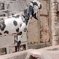 بزپنچابی جوان چاردندان