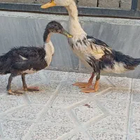 اوردک