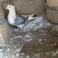 کبوتر چشم تابه تا کاکلی