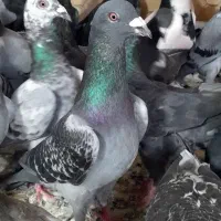 ۵۰تا کفتر دورگ و آلمانی رنجر اتم