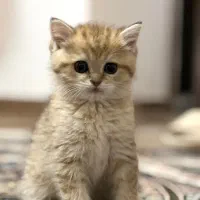 بریتیش خرسی نر