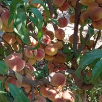 نهال و نهالستان تعاونی گوارشگ زیر قیمت بازار حراج