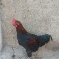 خروس