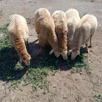 بره مغانی