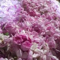 فروش گل وگلاب تازه