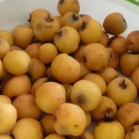 ازگیل
