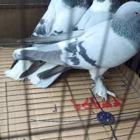 سه عدد کبوتر طبق موجود عکس