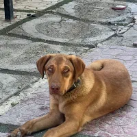 توله سگ نژاد پیت بول