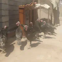 بوقلمون