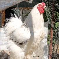خروس برهما لایت درشت و سالم