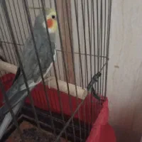 ...|پرنده|یزد, |دیوار