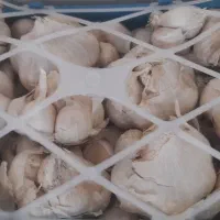 سیر تند همدان