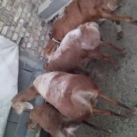 ۲عدد میش چینی با بره ماده درجه یک