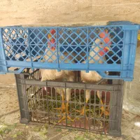 خروس