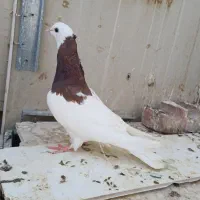 طوقی کاکل