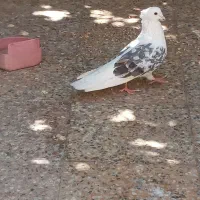 کبوتر دوکت پلنگ