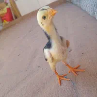 جوجه لاری اصل افغان