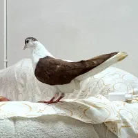 چپ سرخ افغونی