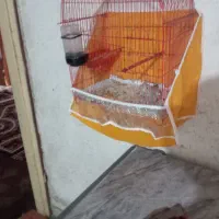 ۲عدد قناری باغی