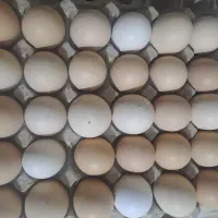 تخم مرغ نوکی شکسته مخصوص قنادی