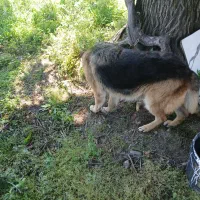 سگ ژرمن