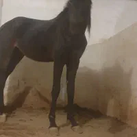 نیازمند نیروی کار در باشگاه سوارکاری