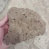 سنگ فسیل دریایی میلیون سالە