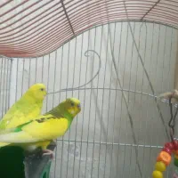 یک جفت مرغ عشق آس
