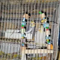یک جفت عروس هلندی با قفس