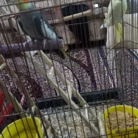 عروس هلندی