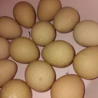 تخم مرغ شاخدار موجود است