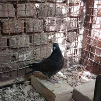 کبوتر
