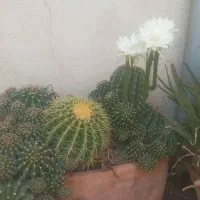 گل کاکتوس ۱۵ ساله