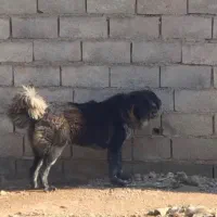 سگ قهدریجانی