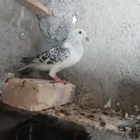 کبوتر شامی