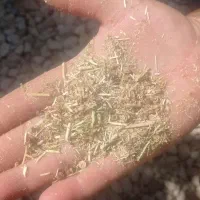 کاه یونجه بذری