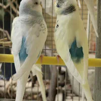مرغ عشق