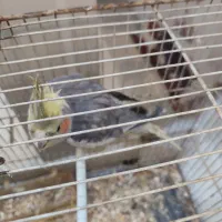 عروس هلندی جفت|پرنده|مشهد, ایثار|دیوار