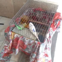 مرغ عشق