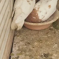 کبوتر کله ای