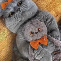 بریتیش خرسی بامزه