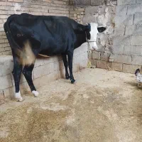 گاو
