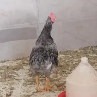 خروس برهما