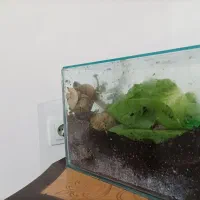 حلزون خانگی