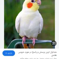 عروس هلندی پیدا شده