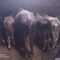 حیوانات لوازم