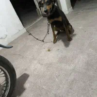 سگ دوبرمن ماده